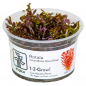 Preview: Rotala rotundifolia 'Blood Red' - Rundblättrige Rotala "Blutrot" 1-2-Grow!